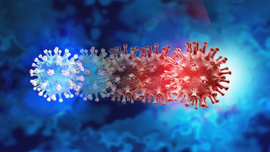 Cellular Similarities Between SARS-CoV-2 and Other Viruses With Insights Into RNA Virus Replication