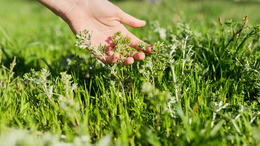 Herbs and Natural Extracts to Reduce Lactic Acid and Support Muscle Recovery