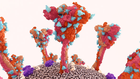 How the Body Eliminates Spike Proteins Safely