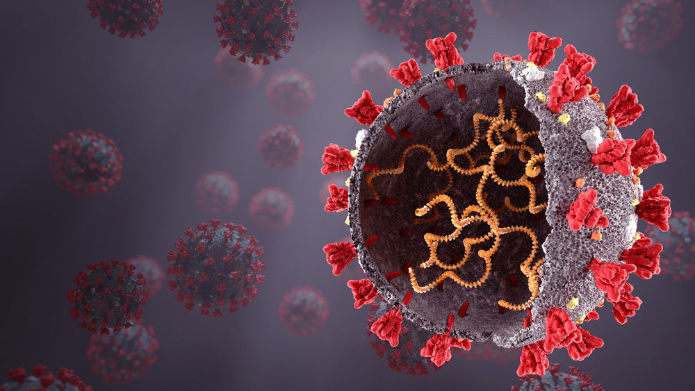 Impact on the liver and kidney by Spike Protein