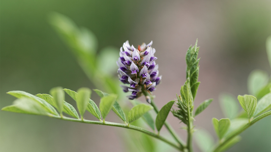 Licorice itself is not banned in California – glycyrrhizin
