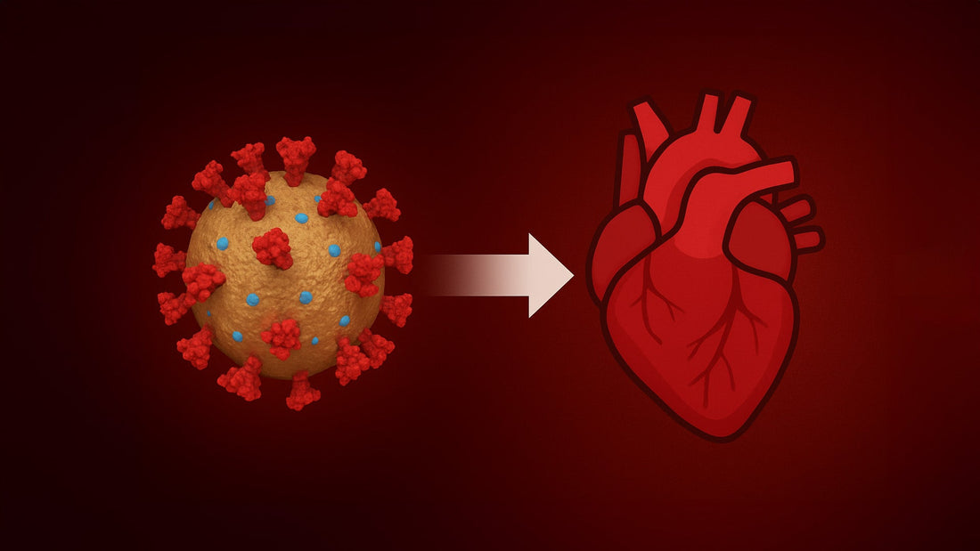 Mechanisms of Spike Protein-Induced Myocarditis