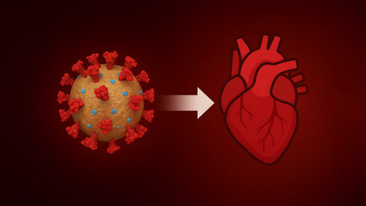 Mechanisms of Spike Protein-Induced Myocarditis