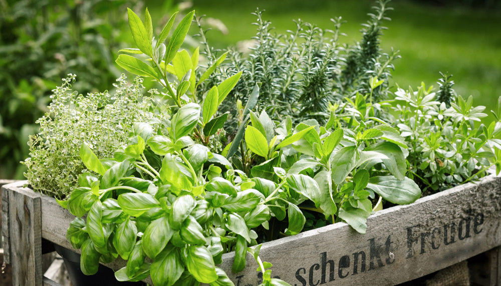 Plant-Based Whole Foods vs Synthetic Substances: A Molecular and Cellular Perspective