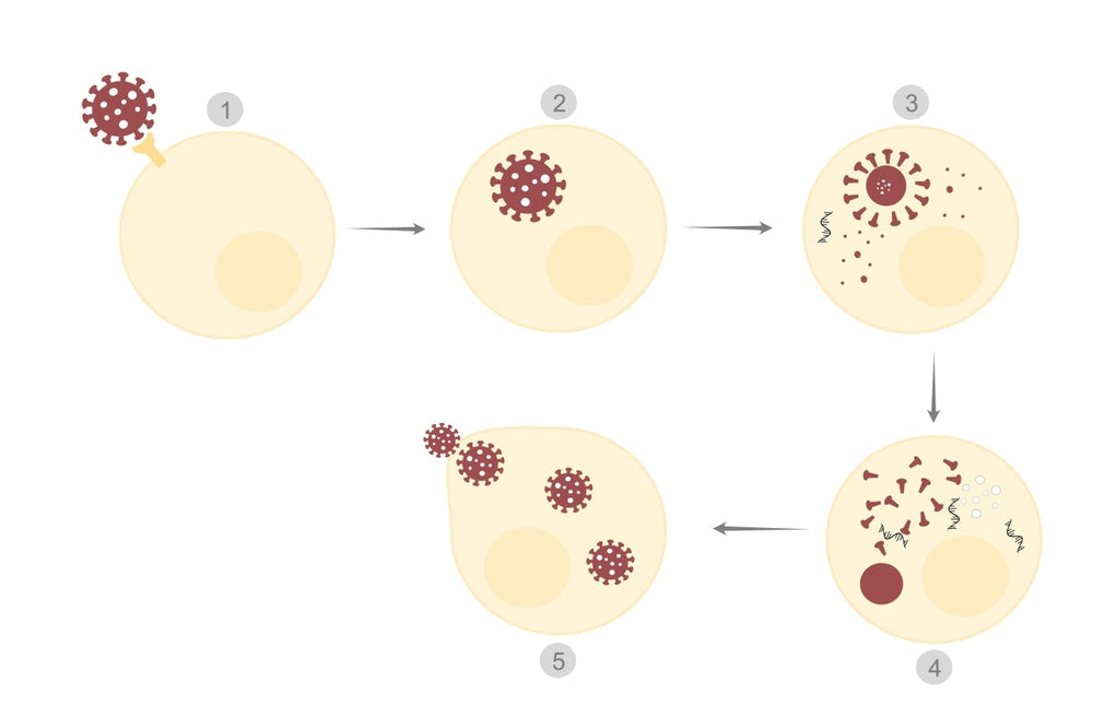 Viral Latency Reactivation and Shedding Explained in Simple Terms