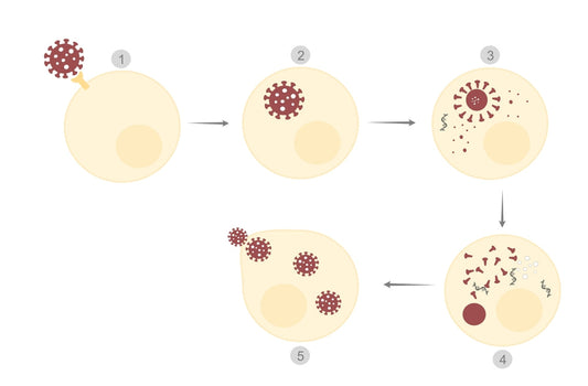 Viral Latency Reactivation and Shedding Explained in Simple Terms
